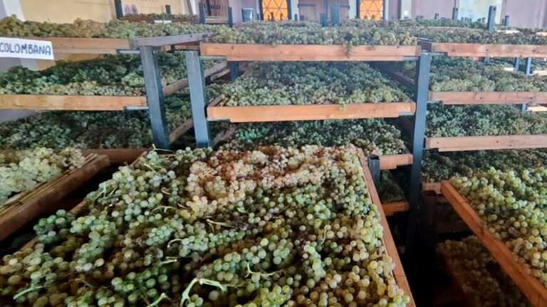 Vin santo making experience