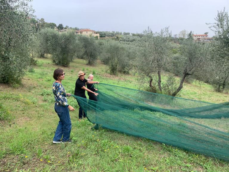 Preparing the nets for the olive harvest