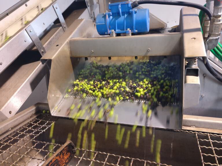Olives washed and pressed at the olive mill