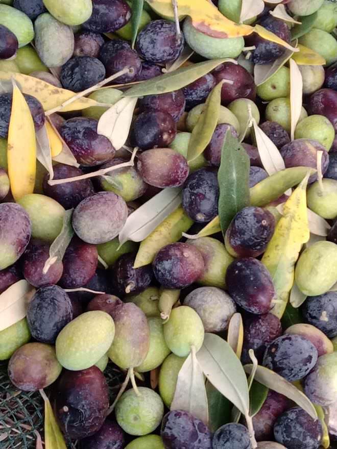 Olive harvest experience at Tuscan grove