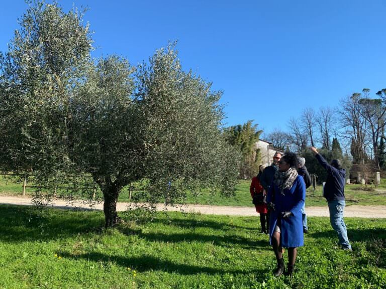 Olive oil tour