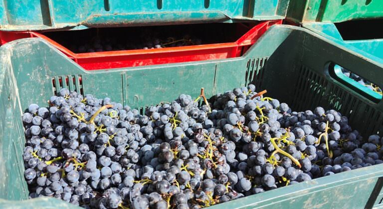 Private harvest experience in Tuscany