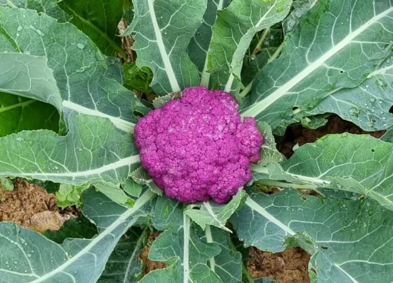 Fresh and genuine vegetables