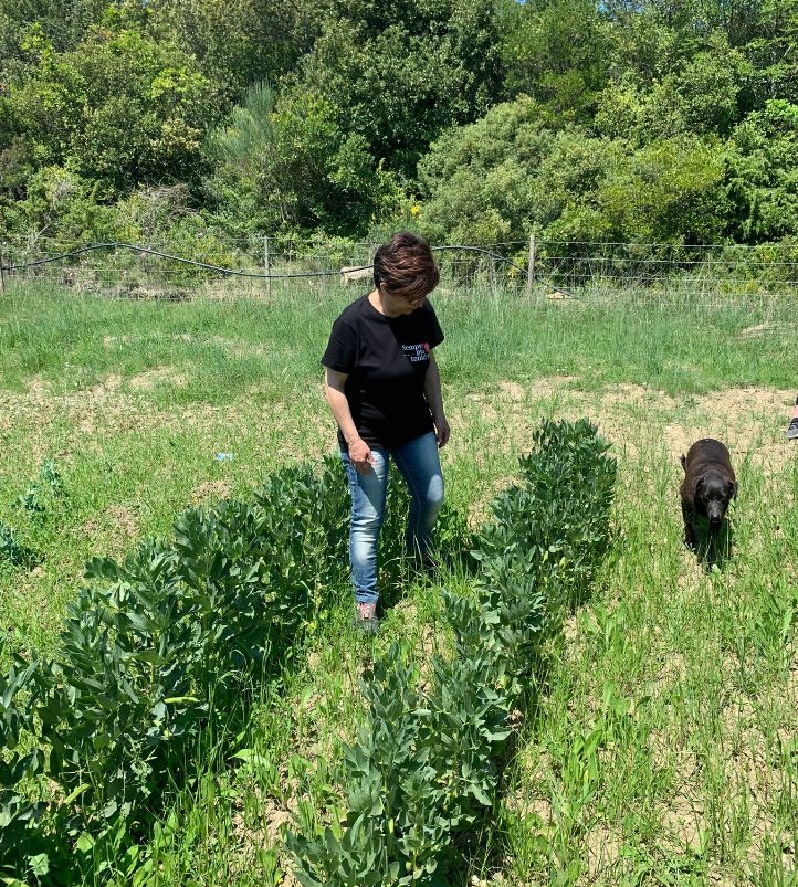 Private Saffron and herbs tour in Tuscany
