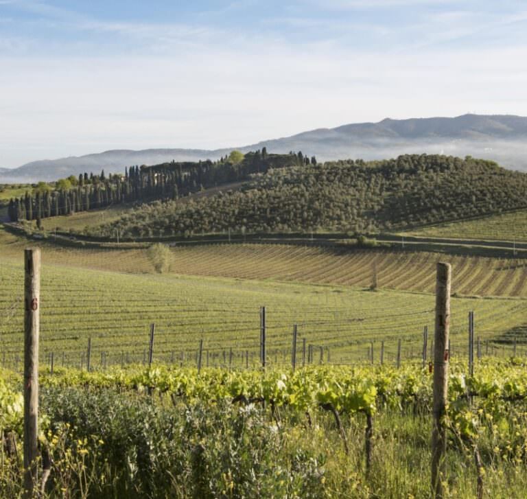 Visit to the winery in Vinci with wine tasting