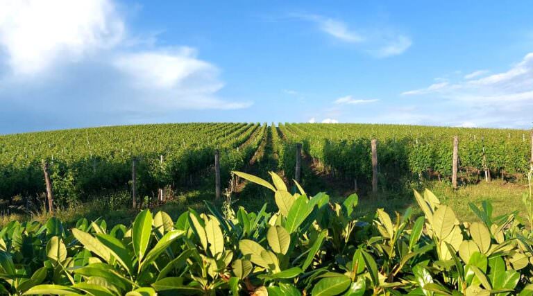 Guided visit to the winery in San Gimignano