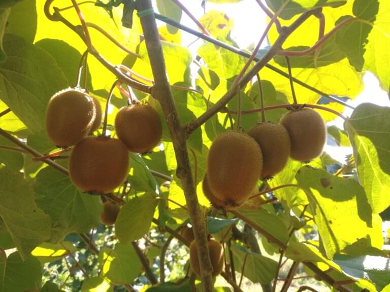 Guided visit to he vicopisano mill with Arianna & Friends