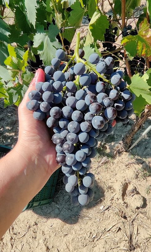 Grape harvest experience in Terricciola