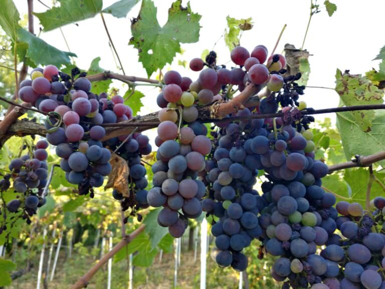 Harvesting red grapes