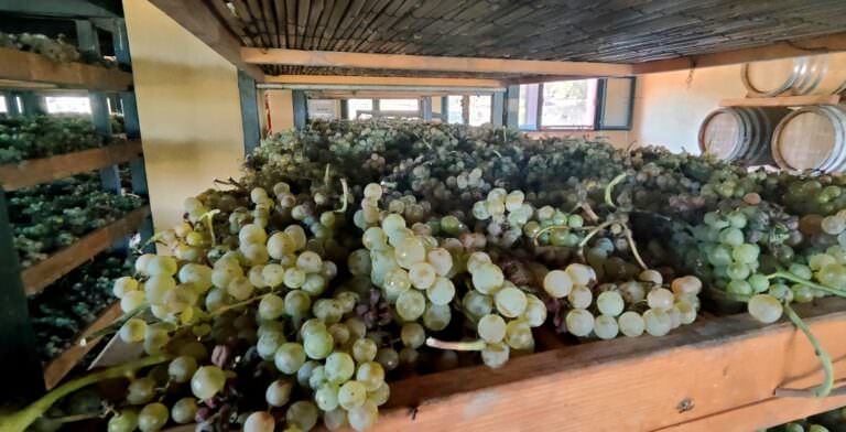 Tuscan trebbiano white grapes