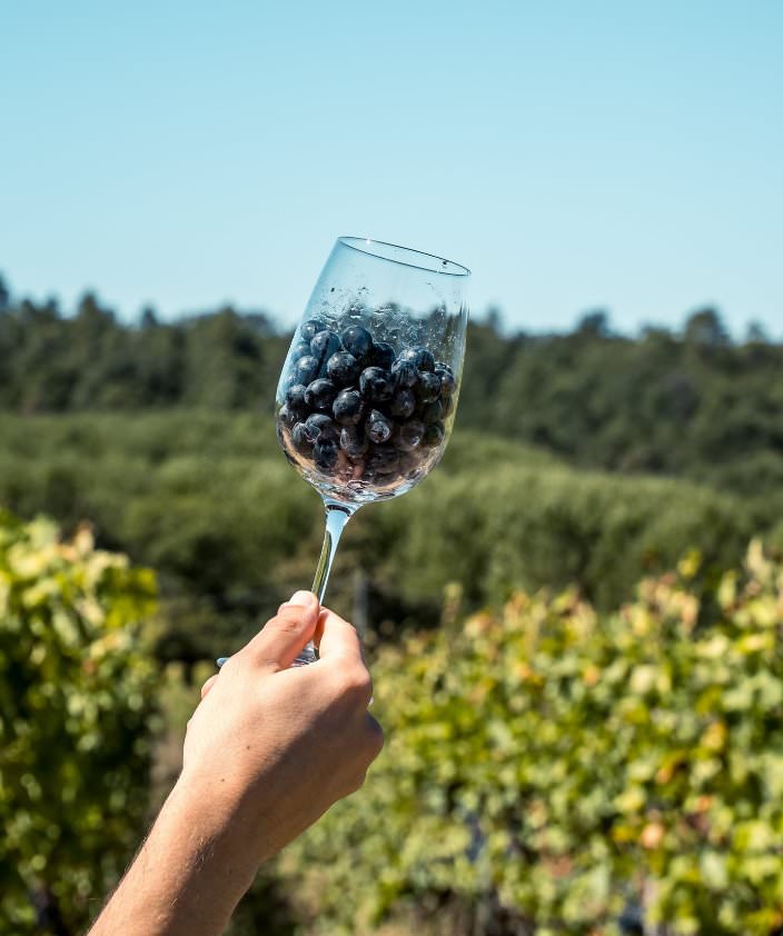 Harvesting grapes in Tuscany
