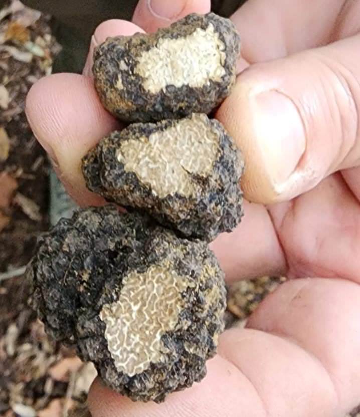 Truffle hunting tours with Arianna & friends in the area of Volterra