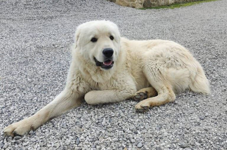 Dogs protecting the sheep