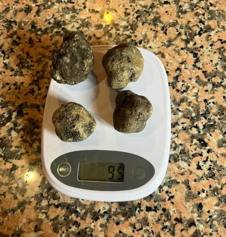 Summer black truffles found in the area near Palaia