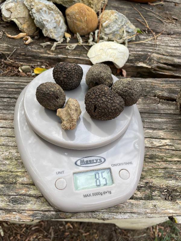Truffle hunting experience in the wood in Terre di Pisa area