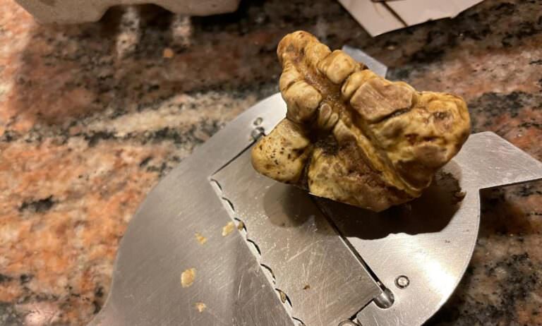 White truffle experience in the wood near Palaia