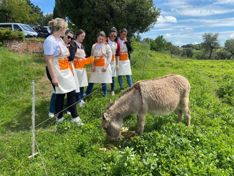 Free donkey at Rita's farm