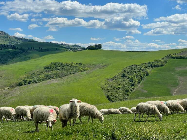 Sheep grazing at the farm near Volterra
