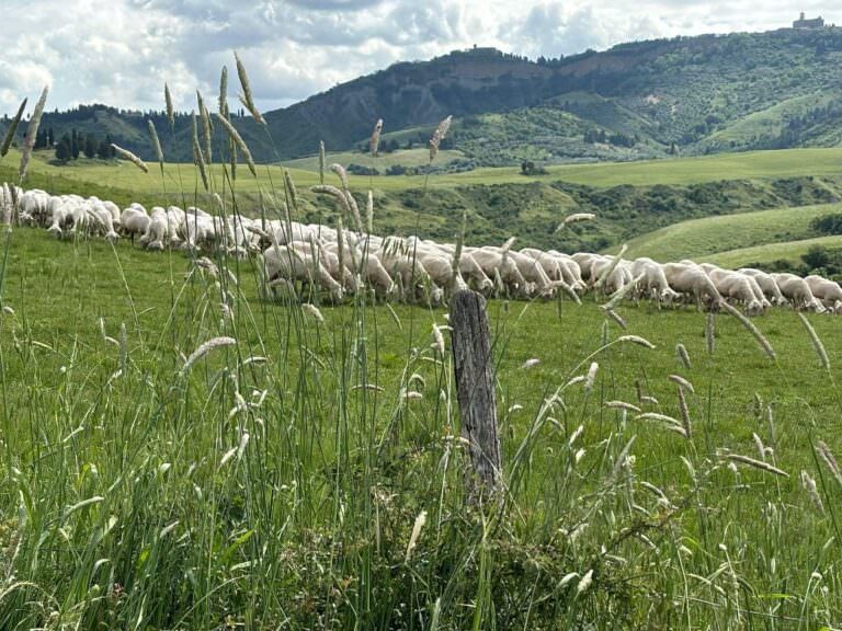 The wonderful location of the cheese factory