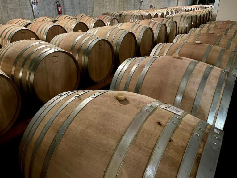 Wine tour and wine tasting in the Terre di Pisa area