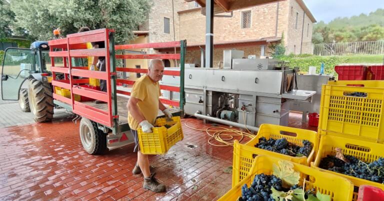 Grape harvest experience and wine tour