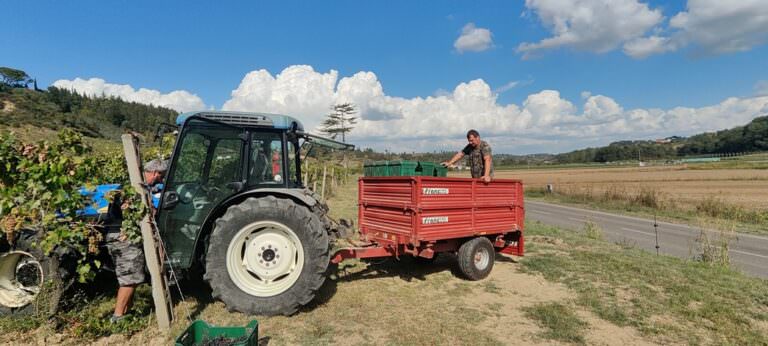 Grape harvest experience at a local winery in san Miniato