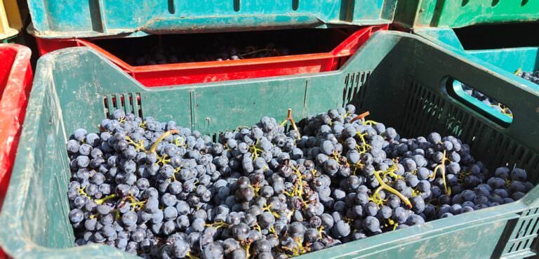 Red sangiovese grape