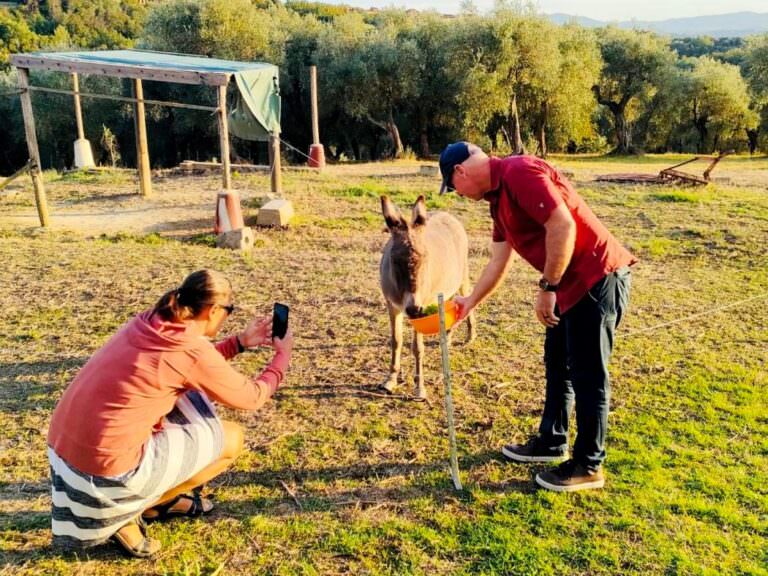 Giulietta the masquotte of Rita's farm