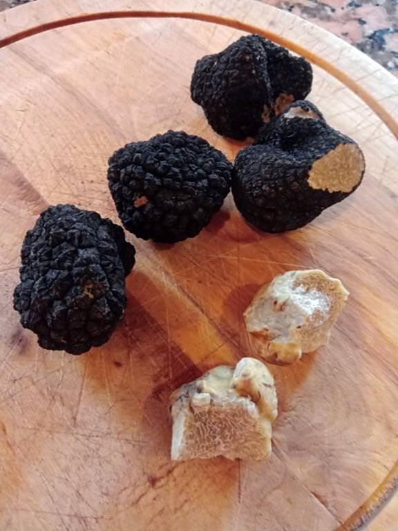 Fresh truffles just found