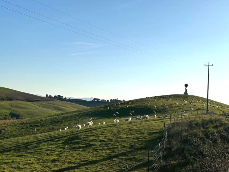 Private visits to the pecorino cheese farm near Volterra