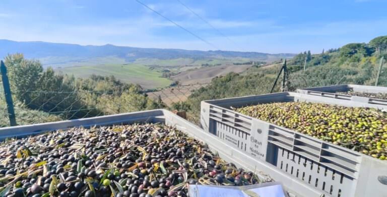 Differente vareites of olives