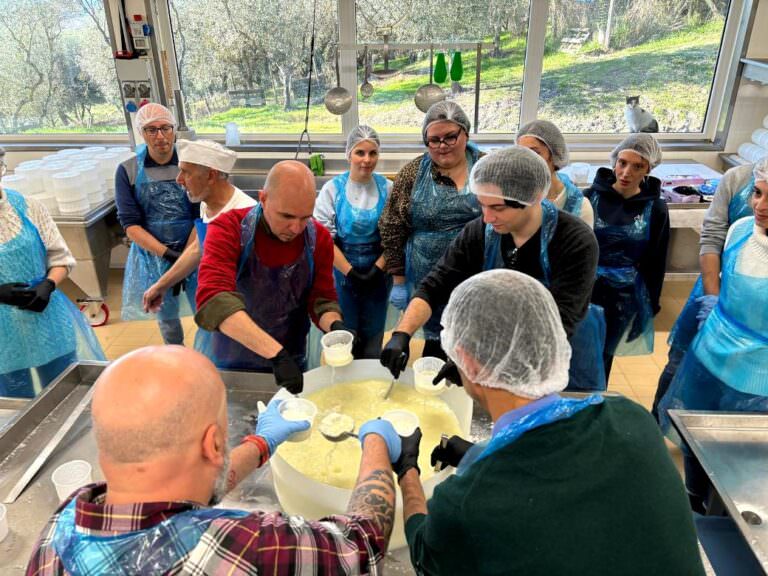 Cheese making experience at cheese farm