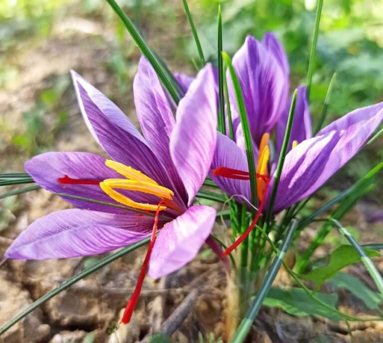 Saffron flowers ready to be picked
