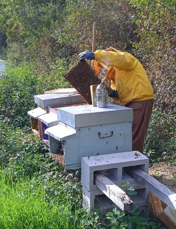 Honey making in casciana terme