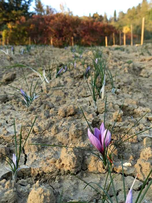Saffron harvest experience