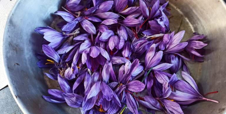 Saffron tour in Tuscany