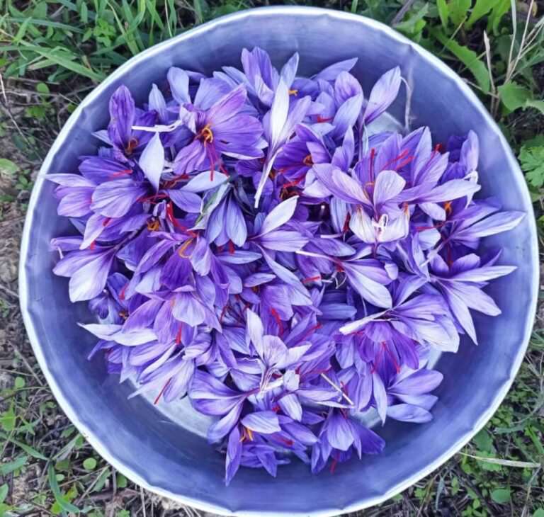 Basket with saffron flowers