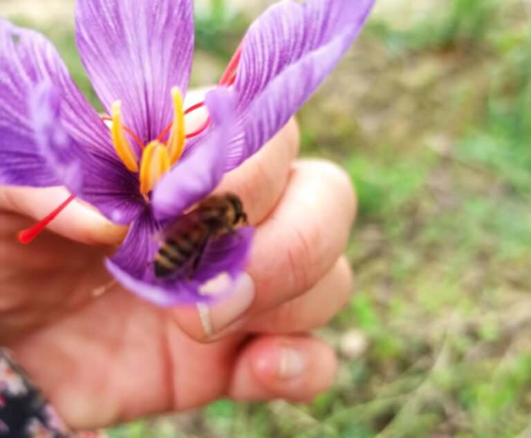Violet saffron flowers