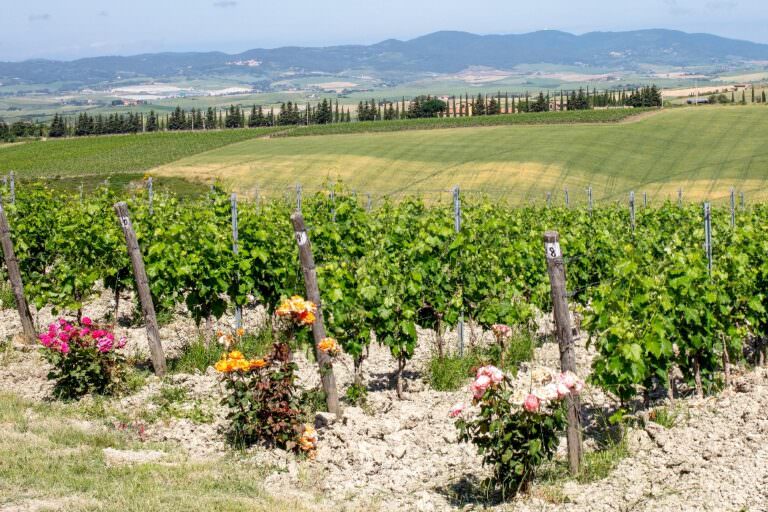 Cheese and wine tour in Tuscany with Arianna & Friends