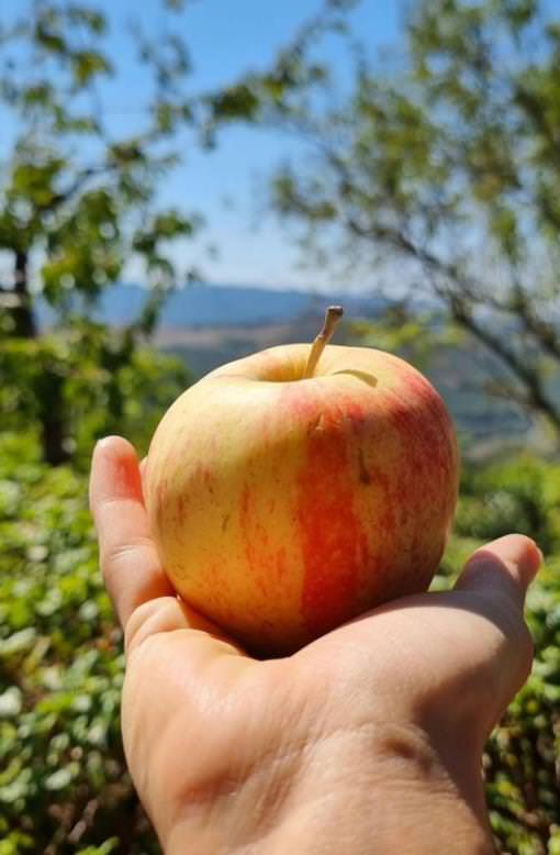 Fresh apple picked at the farm near gambassi terme