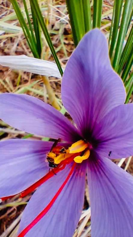 Saffron flower at th saffron farm in Gambassi