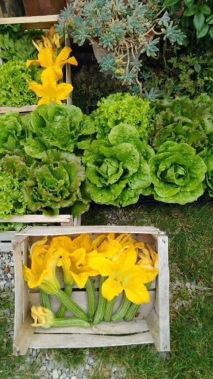 Private tour to the saffron fields