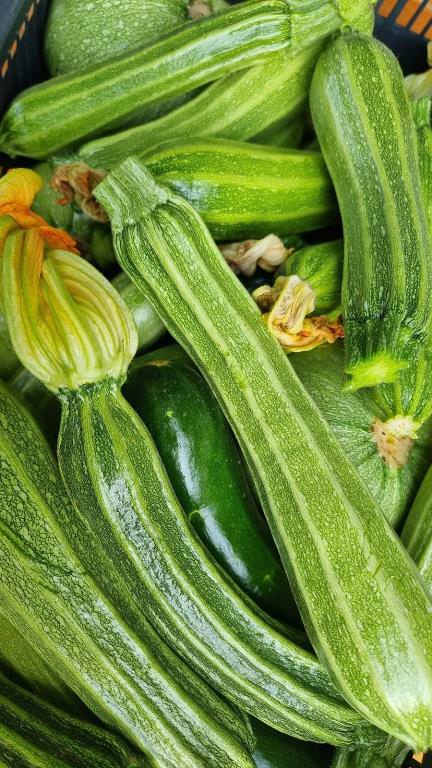 Typical zucchini from Tuscany