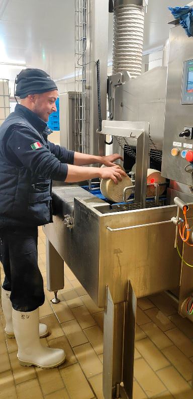 The operators of caseificio Busti washing the cheeses