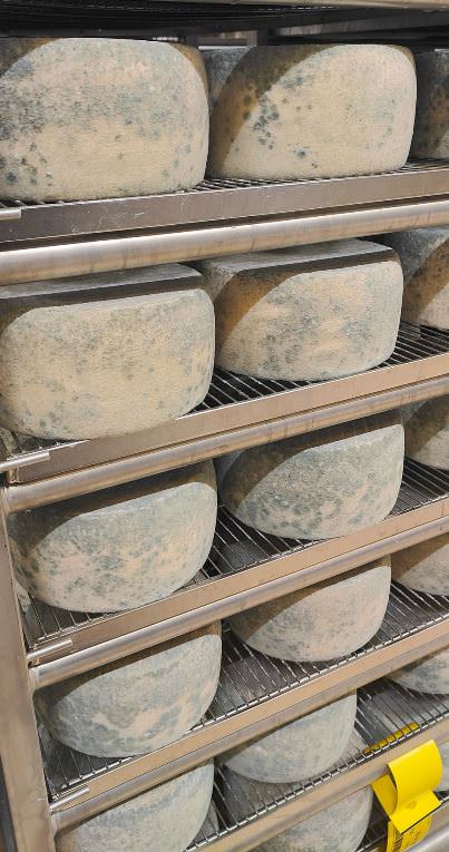 Cheeses ageing in the ageing cellars