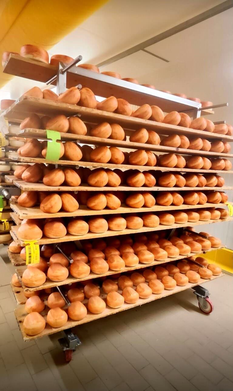 Marzolino is the first cheese of the season