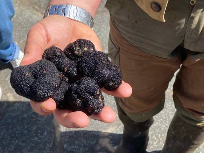 Black truffle hunting experience