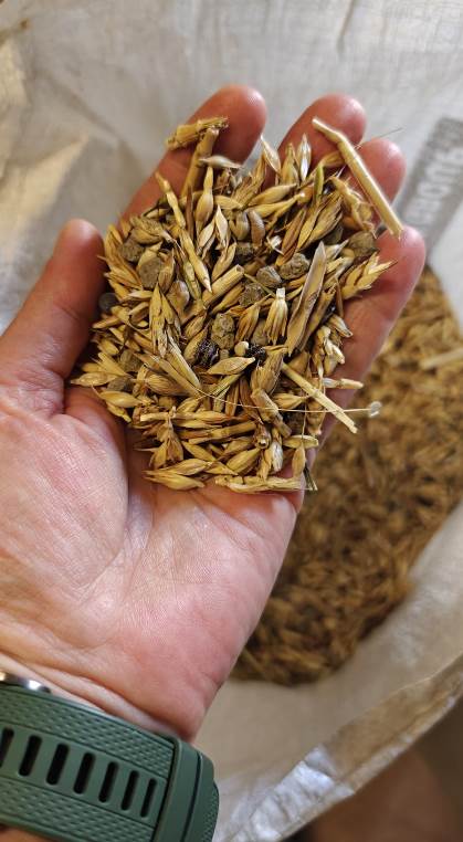 Visit to the farm near Volterra with focus on ancient grain