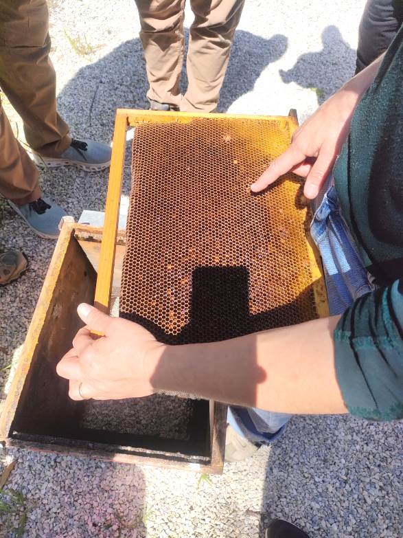 Honey making at Aromatic farm