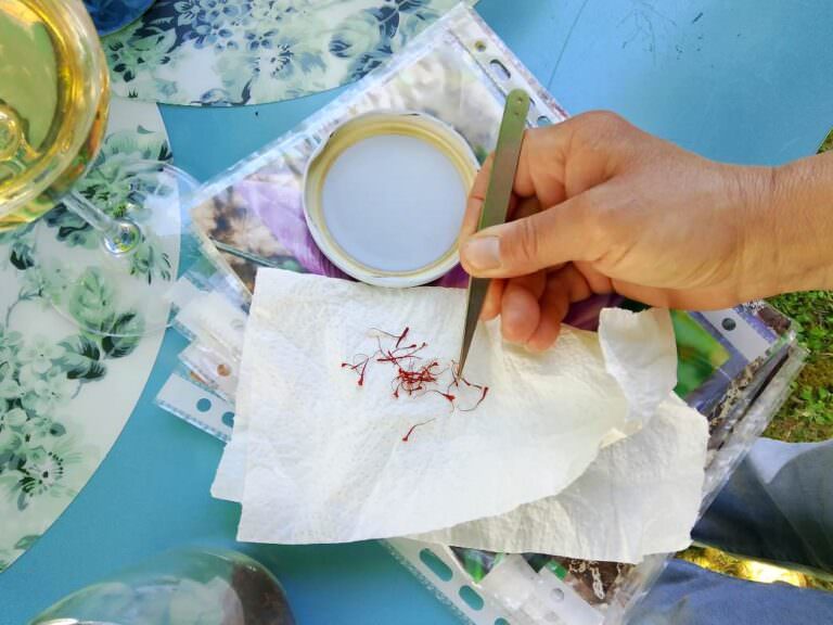 Saffron farm experience near Channi